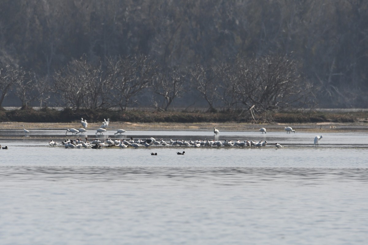 Caspian Tern - 品諭 陳