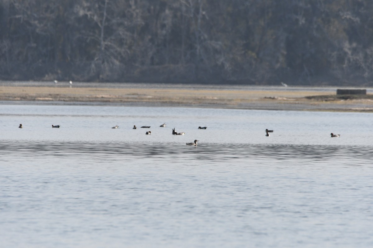 Red-breasted Merganser - ML613963131