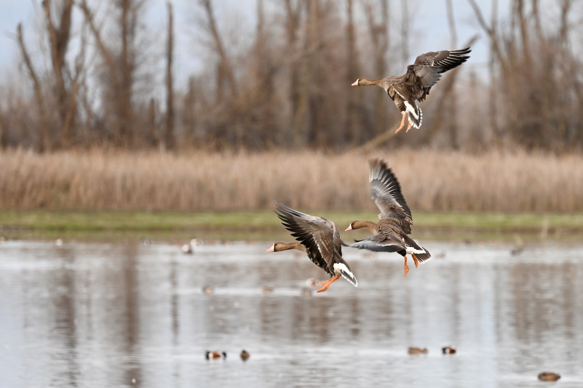 Greater White-fronted Goose - ML613963163