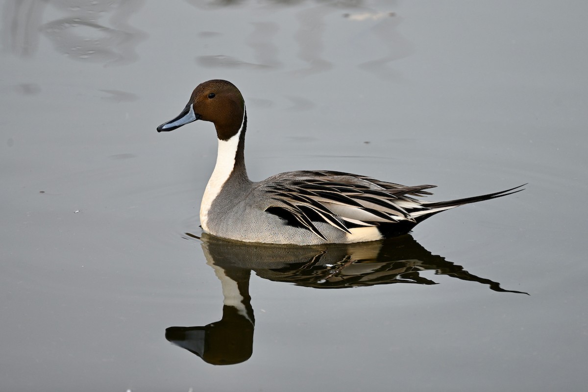 Northern Pintail - ML613963204