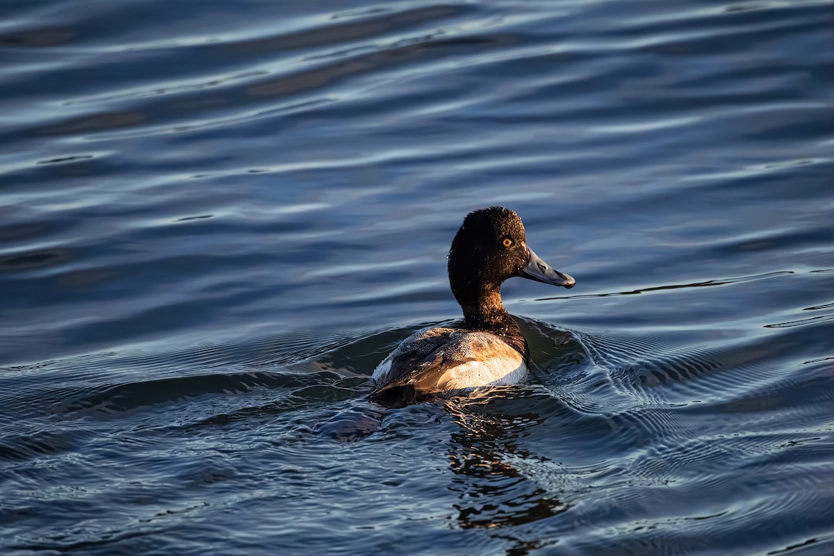 Lesser Scaup - ML613963209