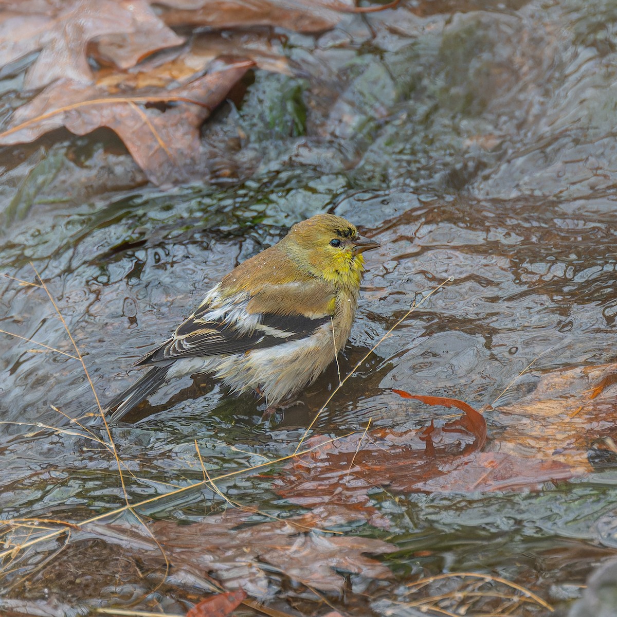 American Goldfinch - ML613963212