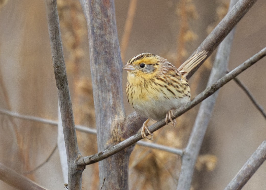 LeConte's Sparrow - ML613963216