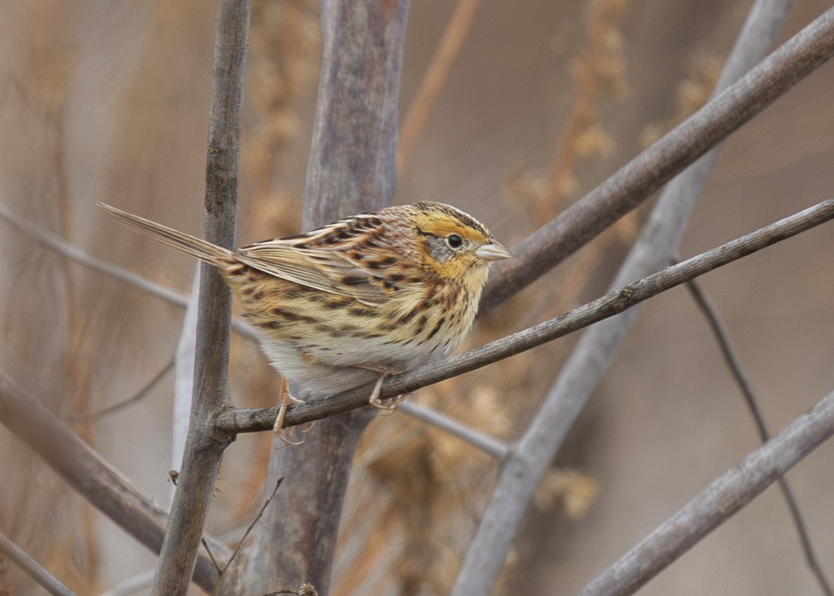 LeConte's Sparrow - Darlene J McNeil