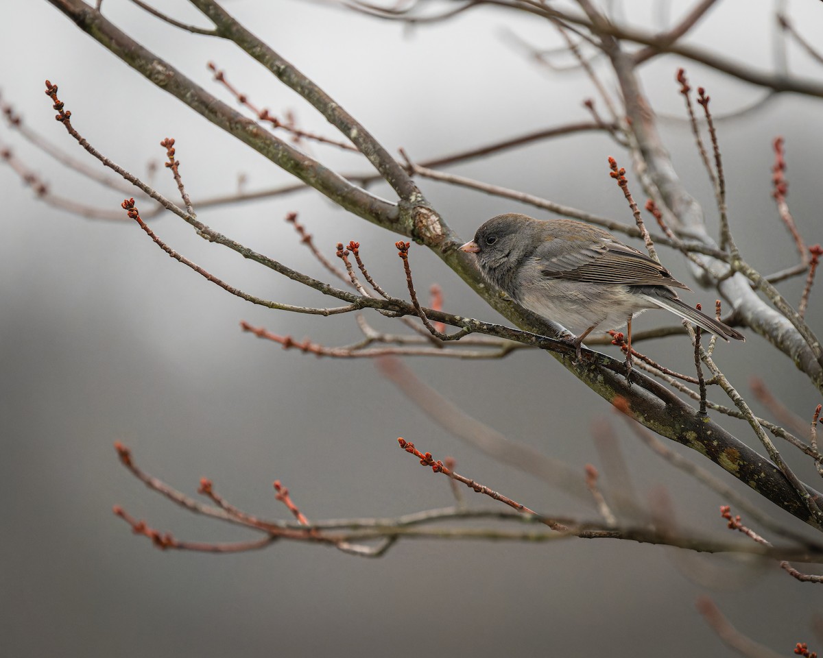 Junco Ojioscuro - ML613963219