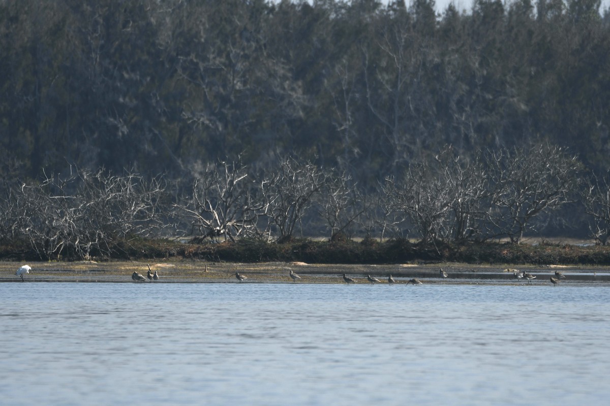 Eurasian Curlew - ML613963226