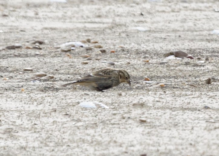 Chestnut-collared Longspur - ML613963247