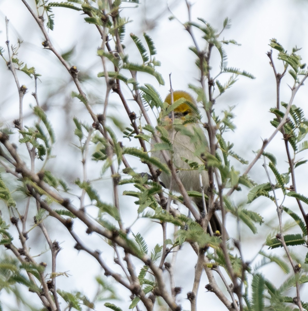 Verdin - Jim Brighton