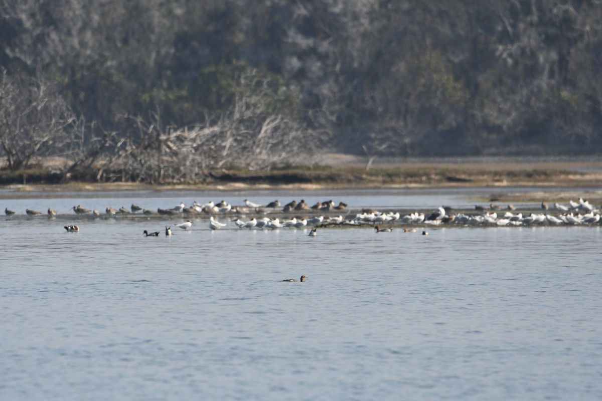 Red-breasted Merganser - ML613963267