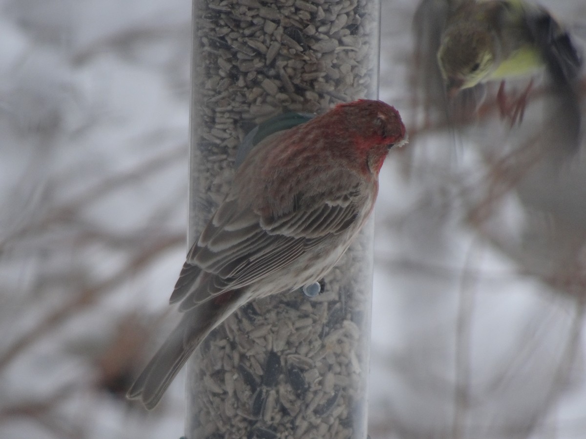 House Finch - ML613963297