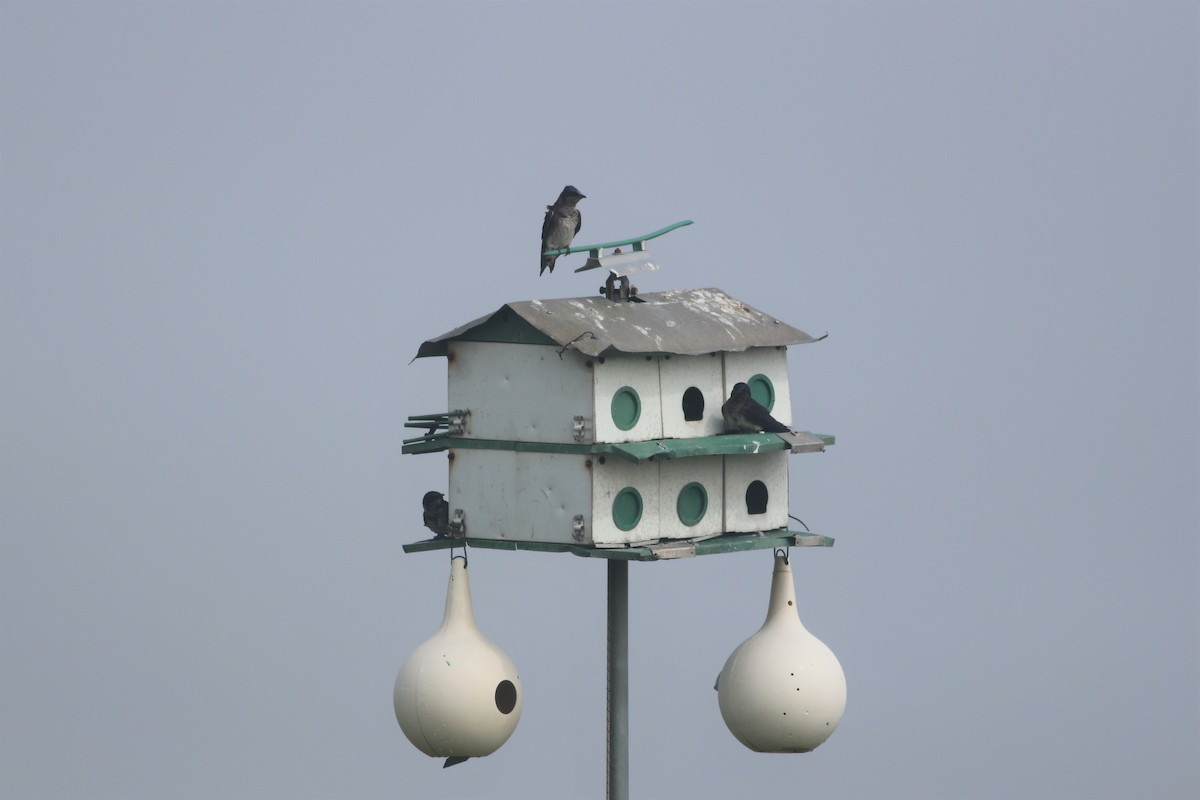 Purple Martin - Brendan Fogarty