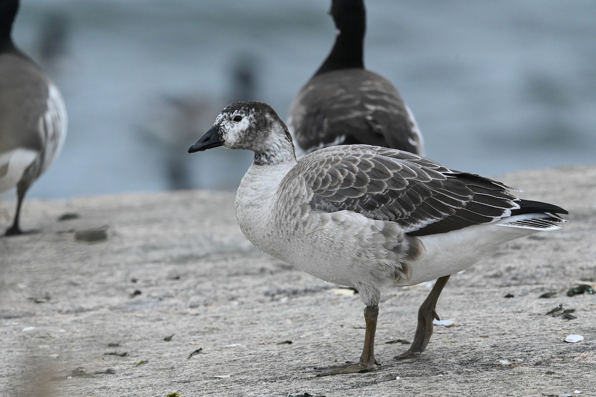 Snow Goose x Brant (hybrid) - Dan O'Brien