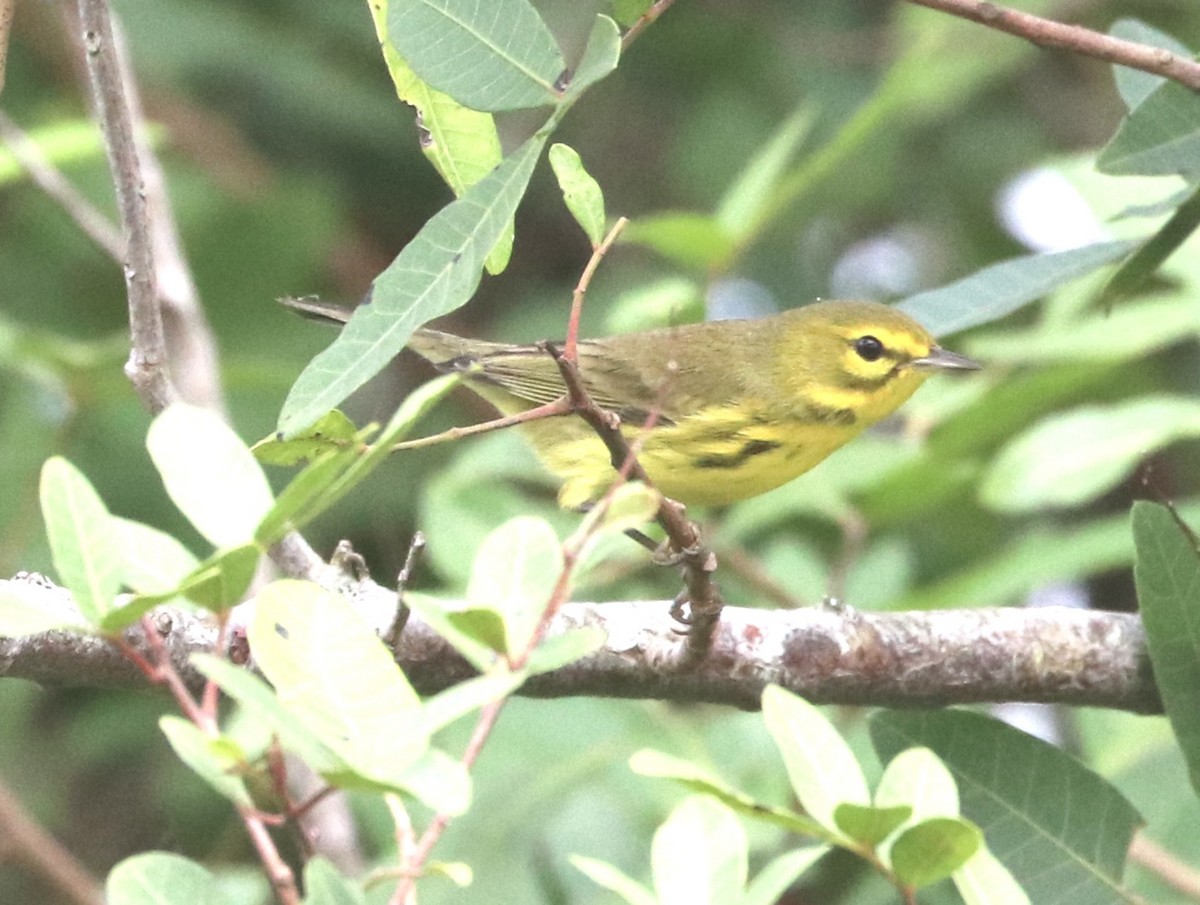 Prairie Warbler - ML613963324