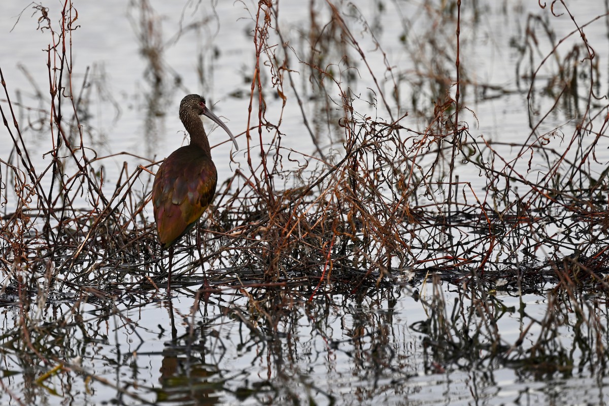 White-faced Ibis - Kaia Colestock