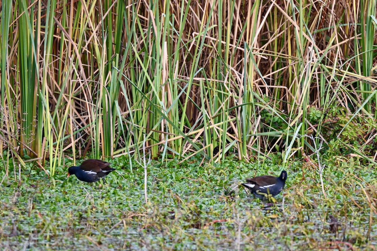 Common Gallinule - ML613963359