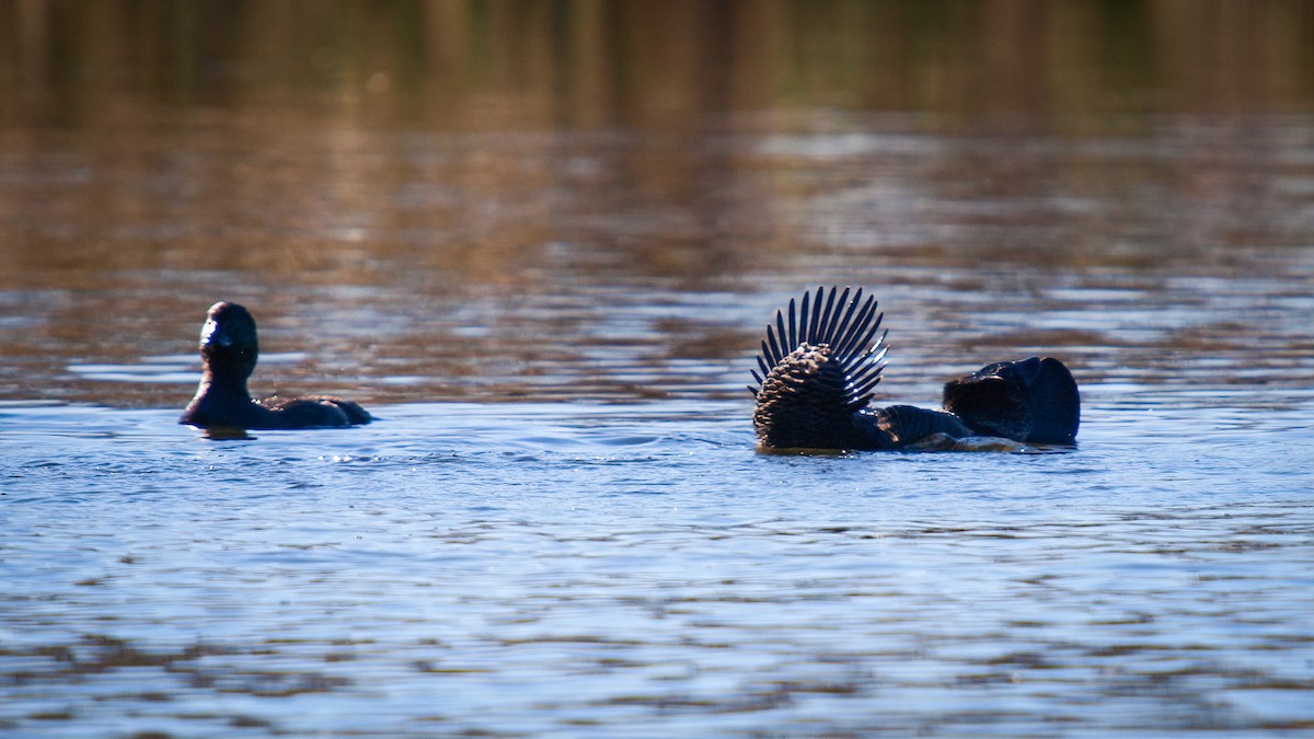 Musk Duck - paul mclelland