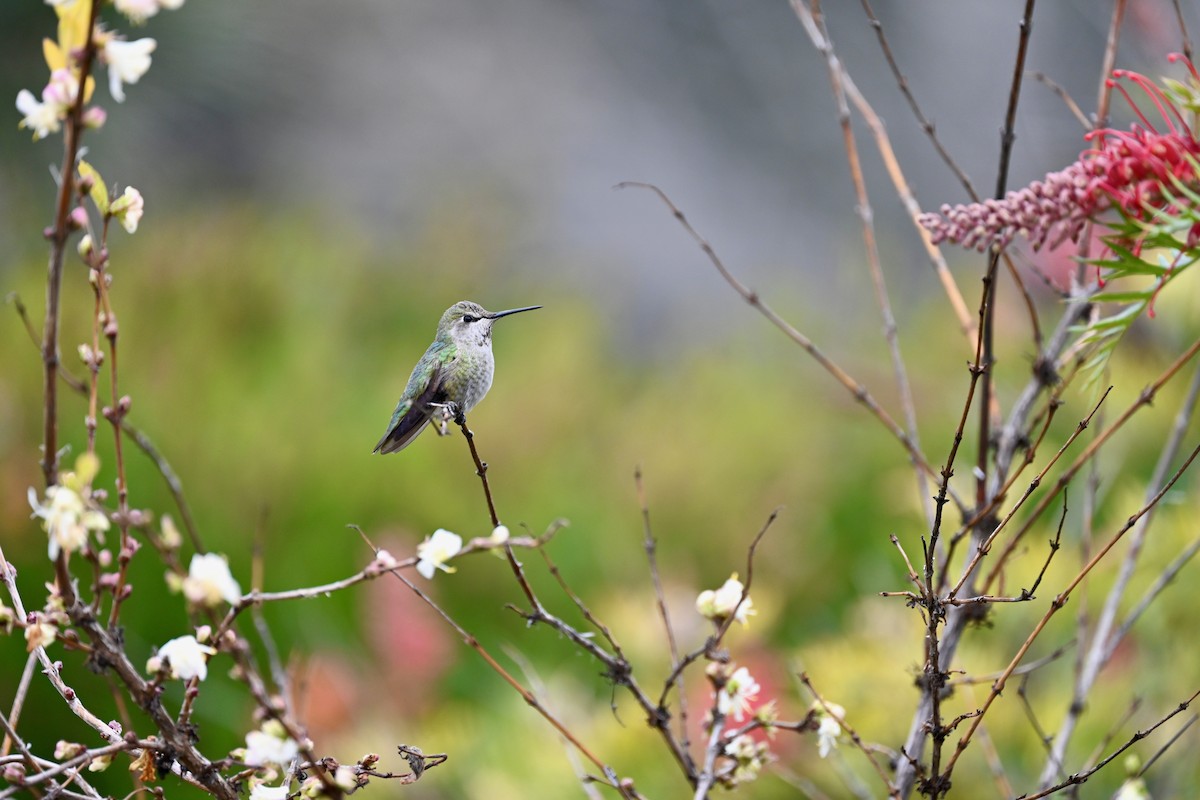 Anna's Hummingbird - Kaia Colestock