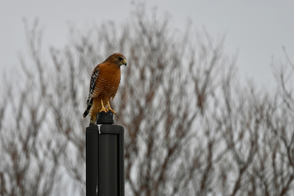 Red-shouldered Hawk - ML613963487