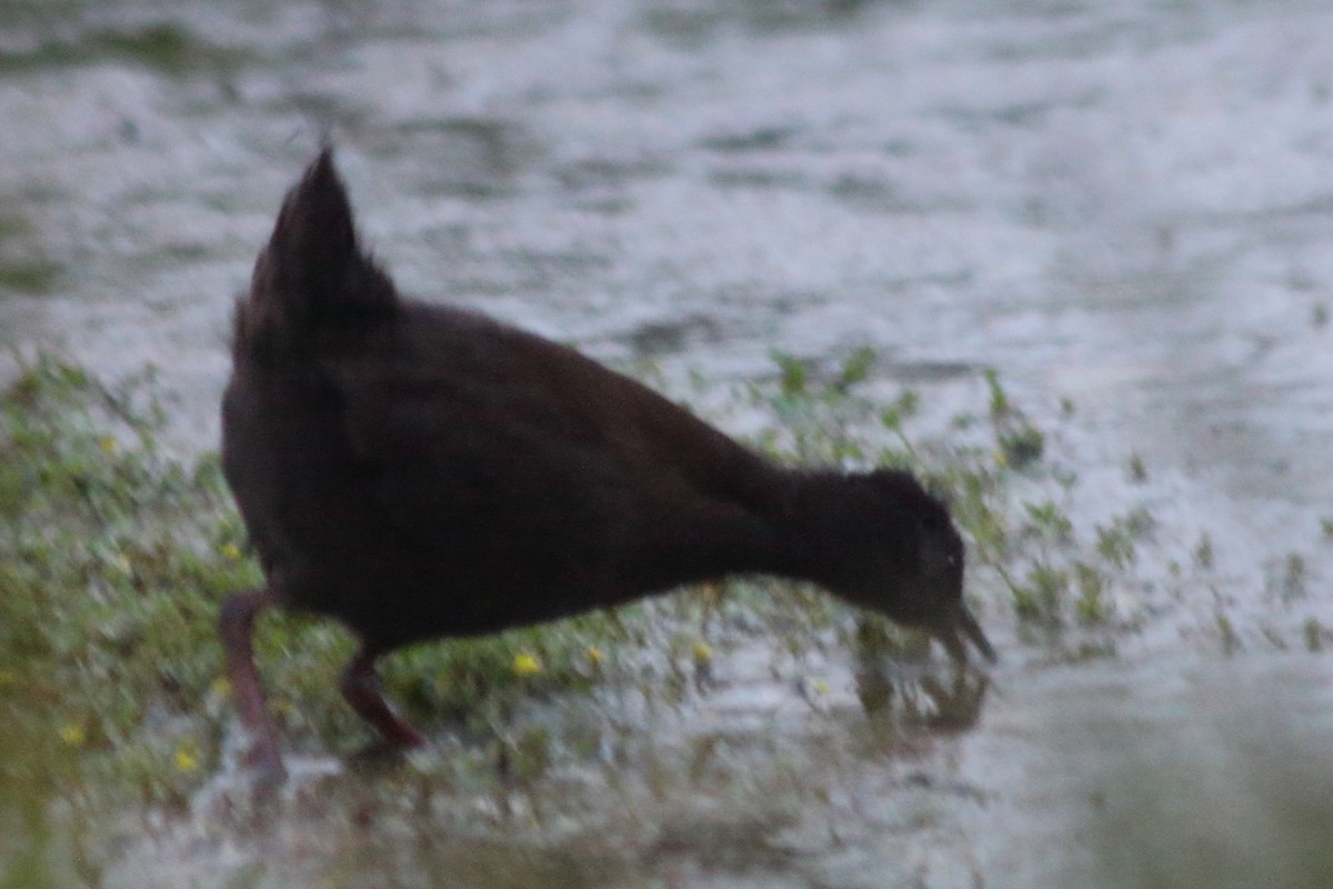 Plumbeous Rail - Pedro Cardia