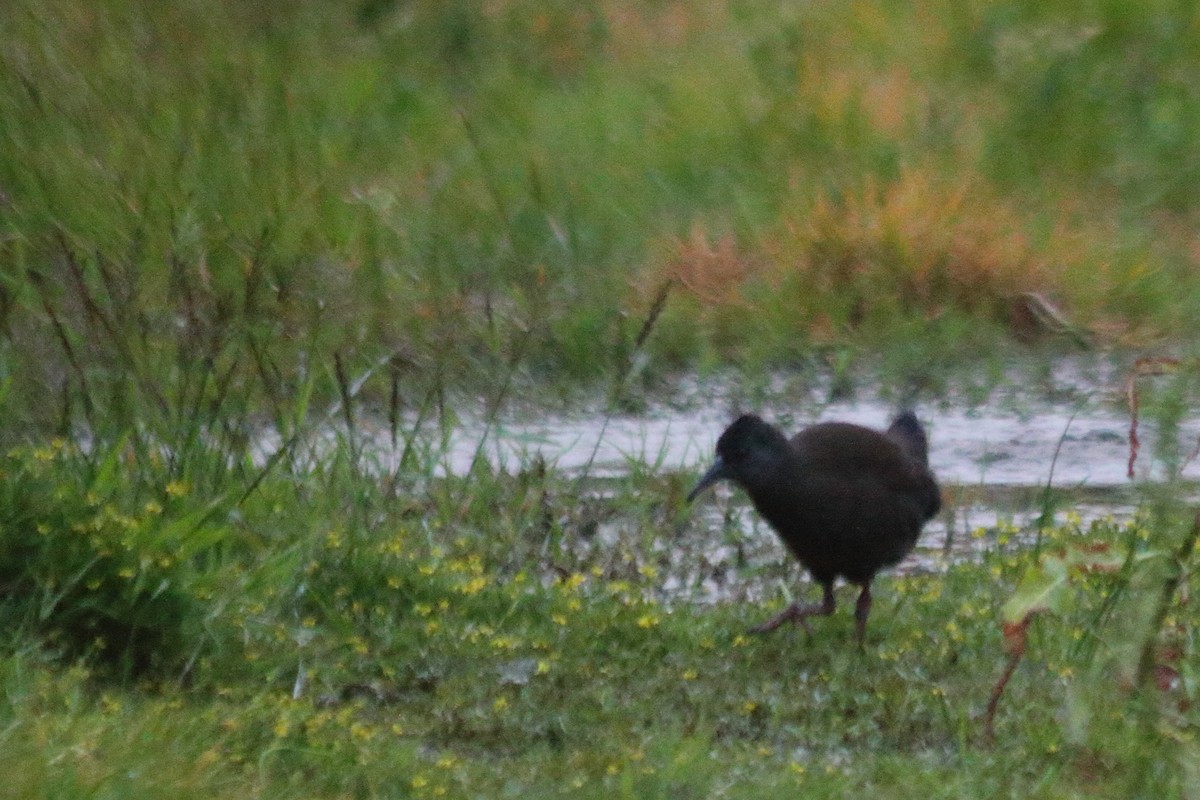 Plumbeous Rail - Pedro Cardia