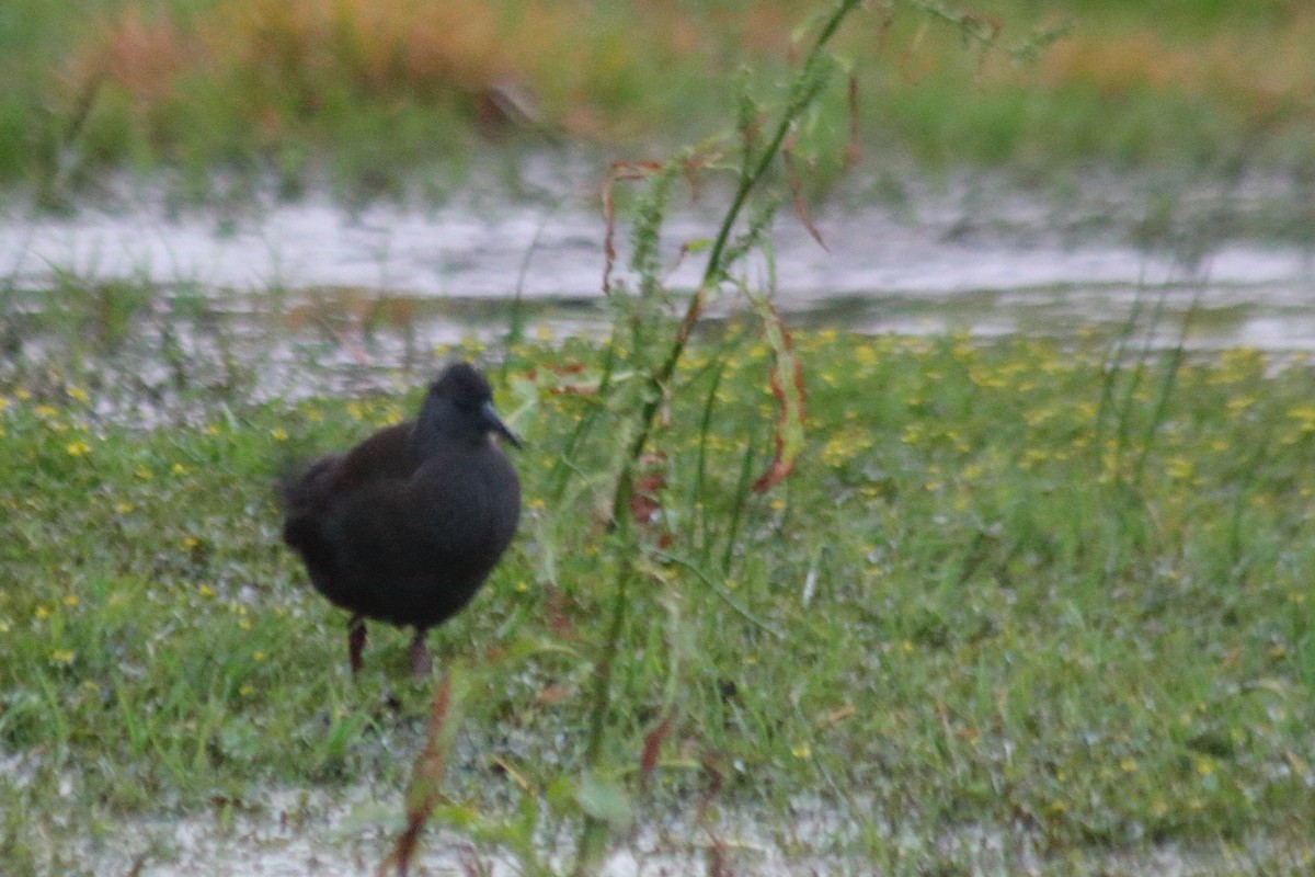 Plumbeous Rail - ML613963492