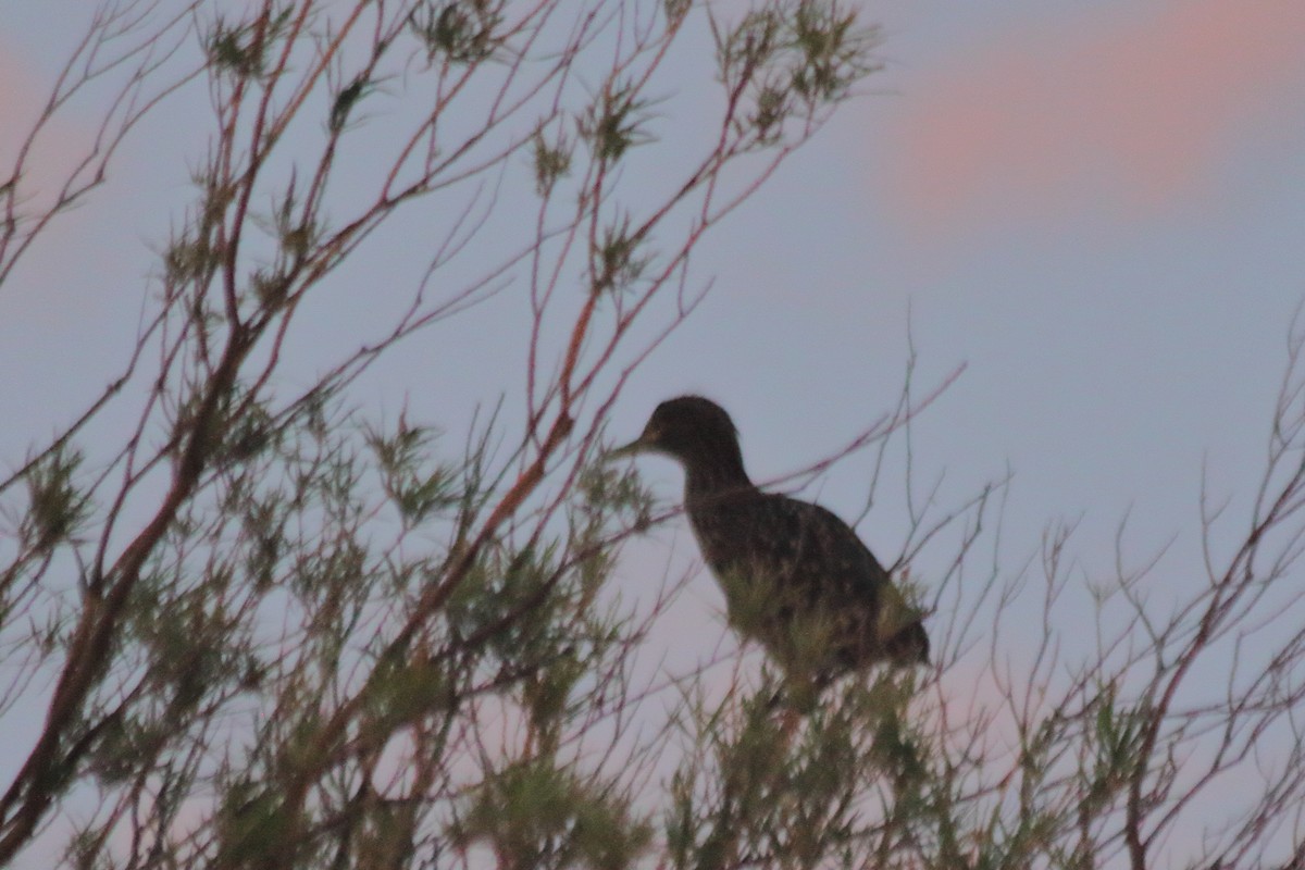 Black-crowned Night Heron (Dusky) - ML613963500