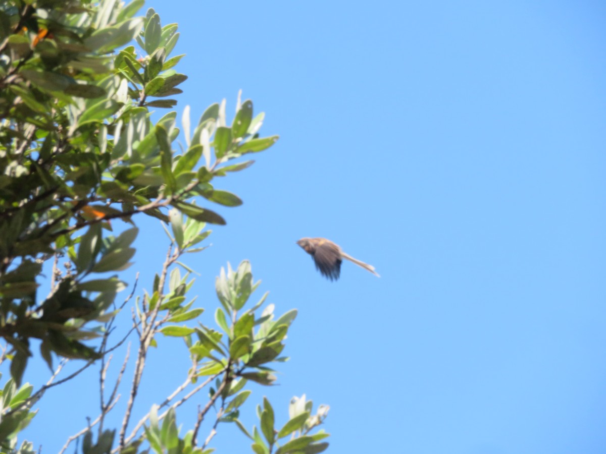 New Zealand Fantail - ron romano