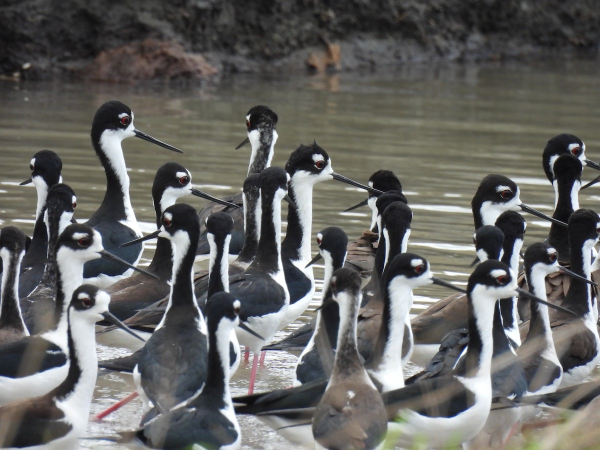 Black-necked Stilt - ML613963549