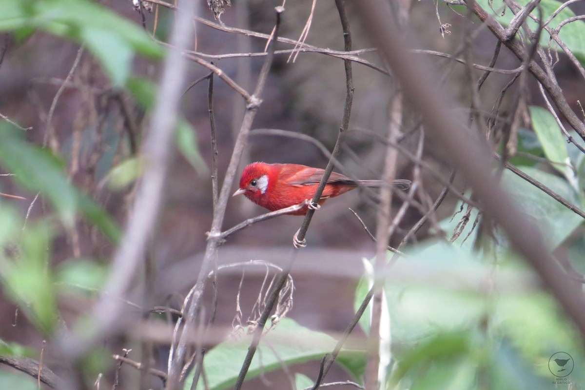 Red Warbler (White-cheeked) - Gustavo Contreras Cuevas