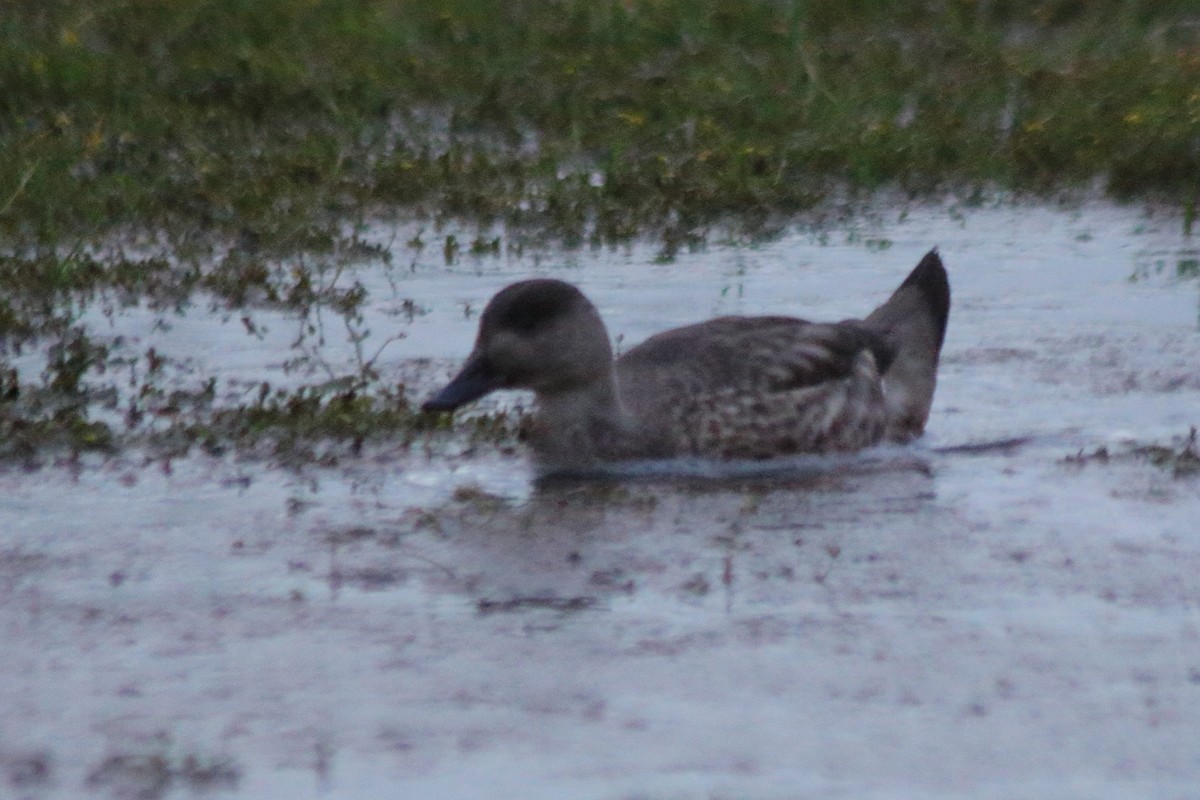 Canard huppé - ML613963599