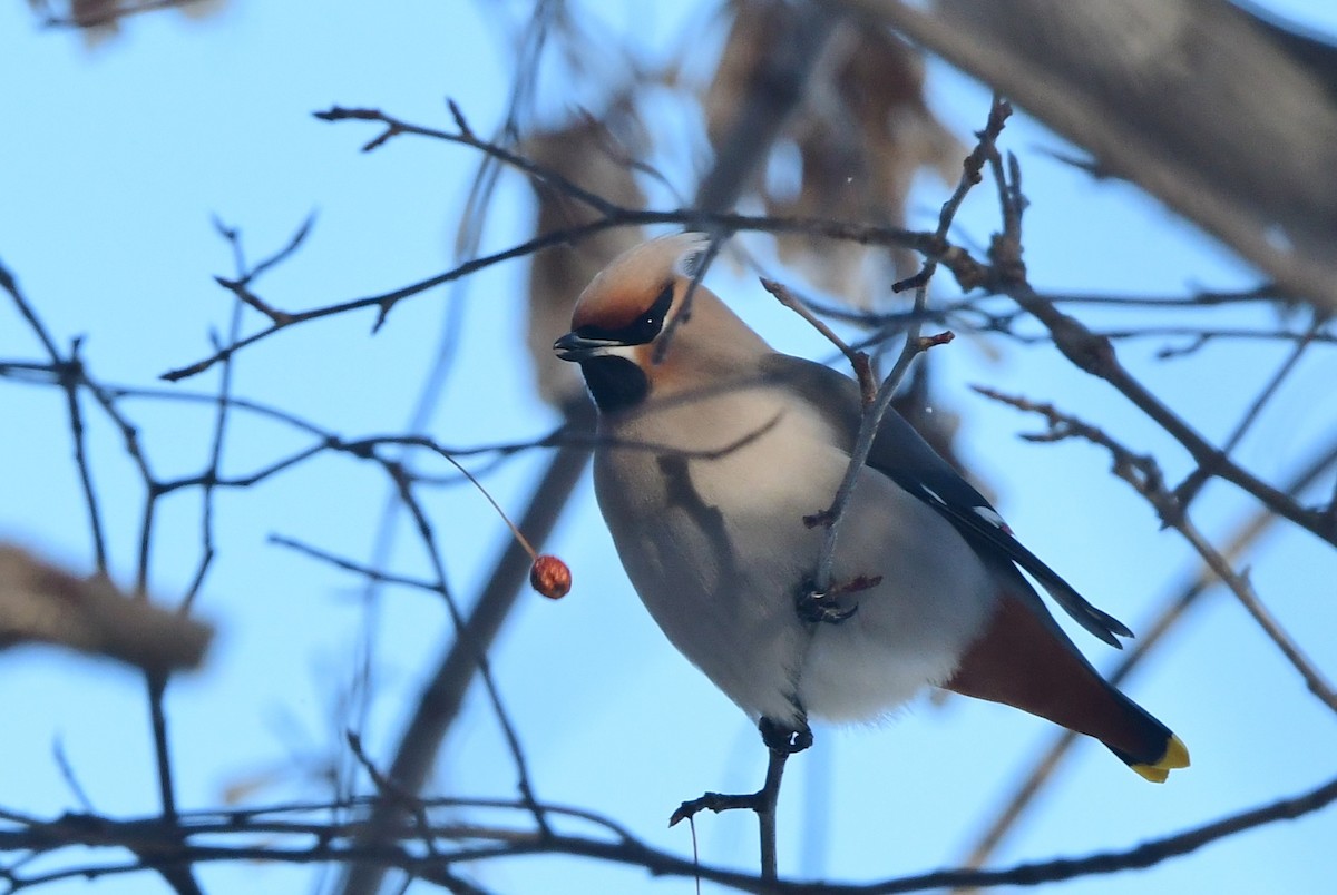 Bohemian Waxwing - ML613963628