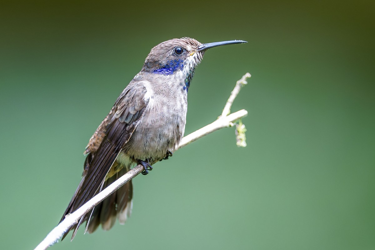 Brown Violetear - ML613963634