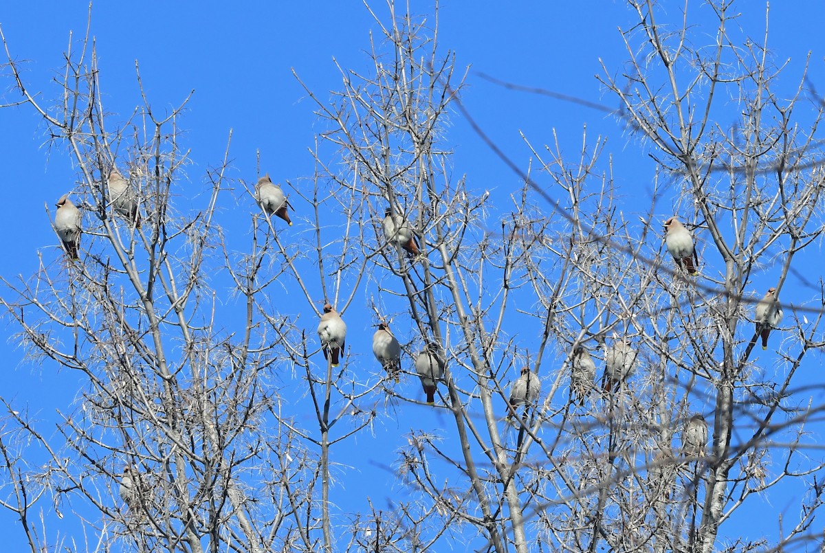 Bohemian Waxwing - ML613963641