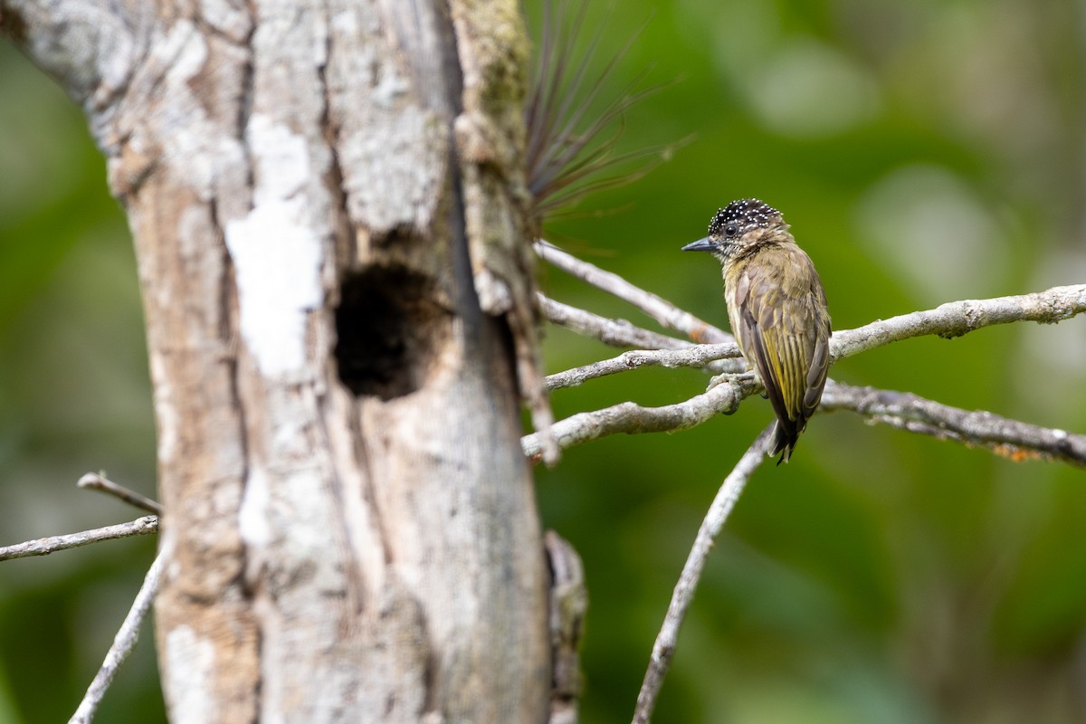 Olivaceous Piculet - ML613963673