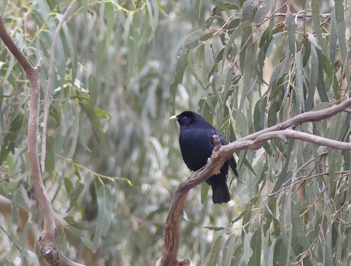 Satin Bowerbird - Guy Michaud