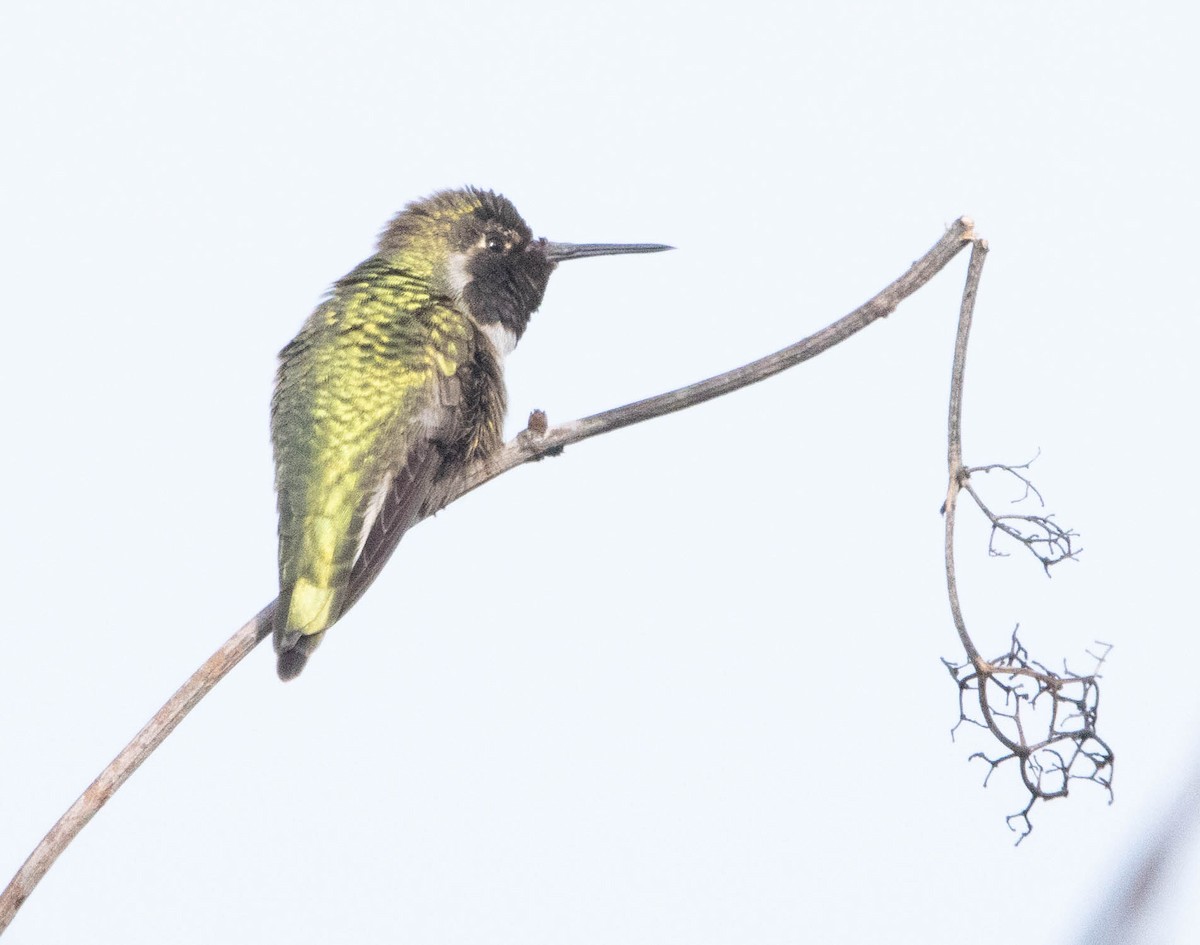 Anna's Hummingbird - ML613963737