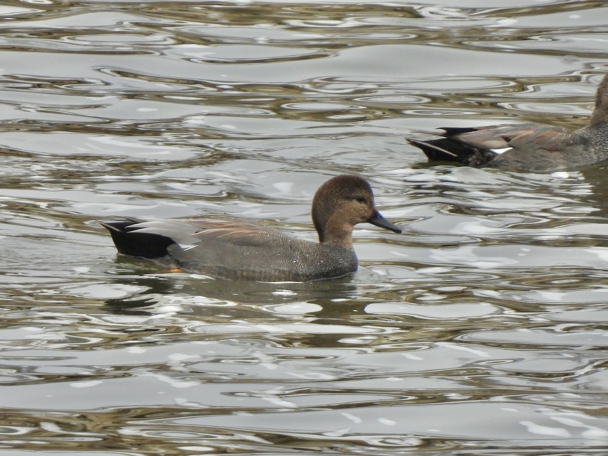 Gadwall - ML613963742