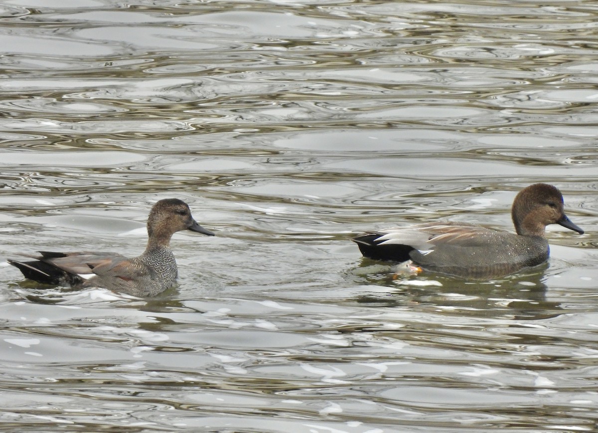 Gadwall - ML613963743