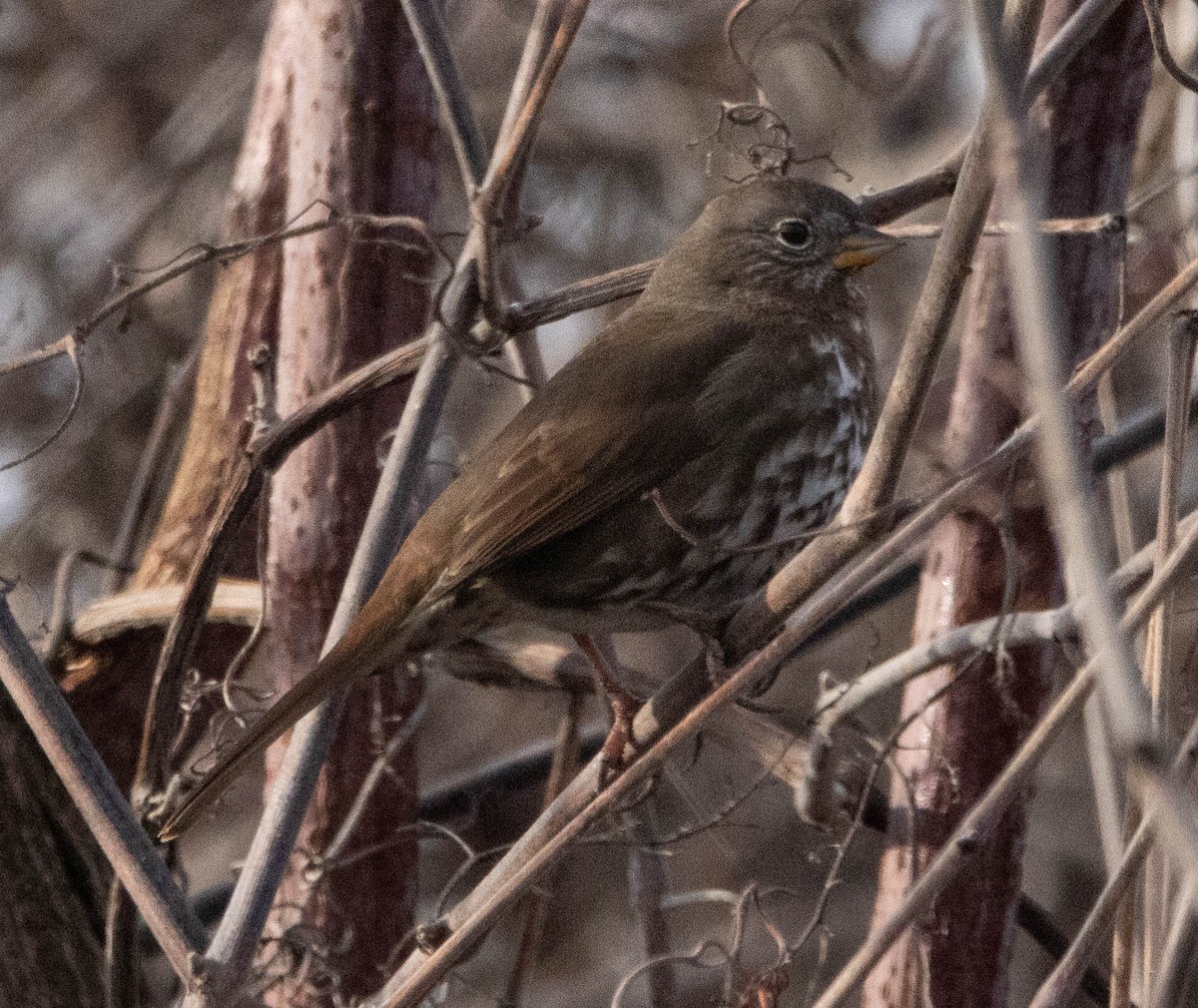 Fox Sparrow (Sooty) - ML613963744