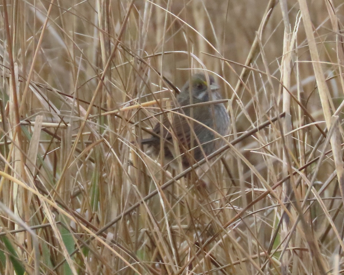 Seaside Sparrow - ML613963759