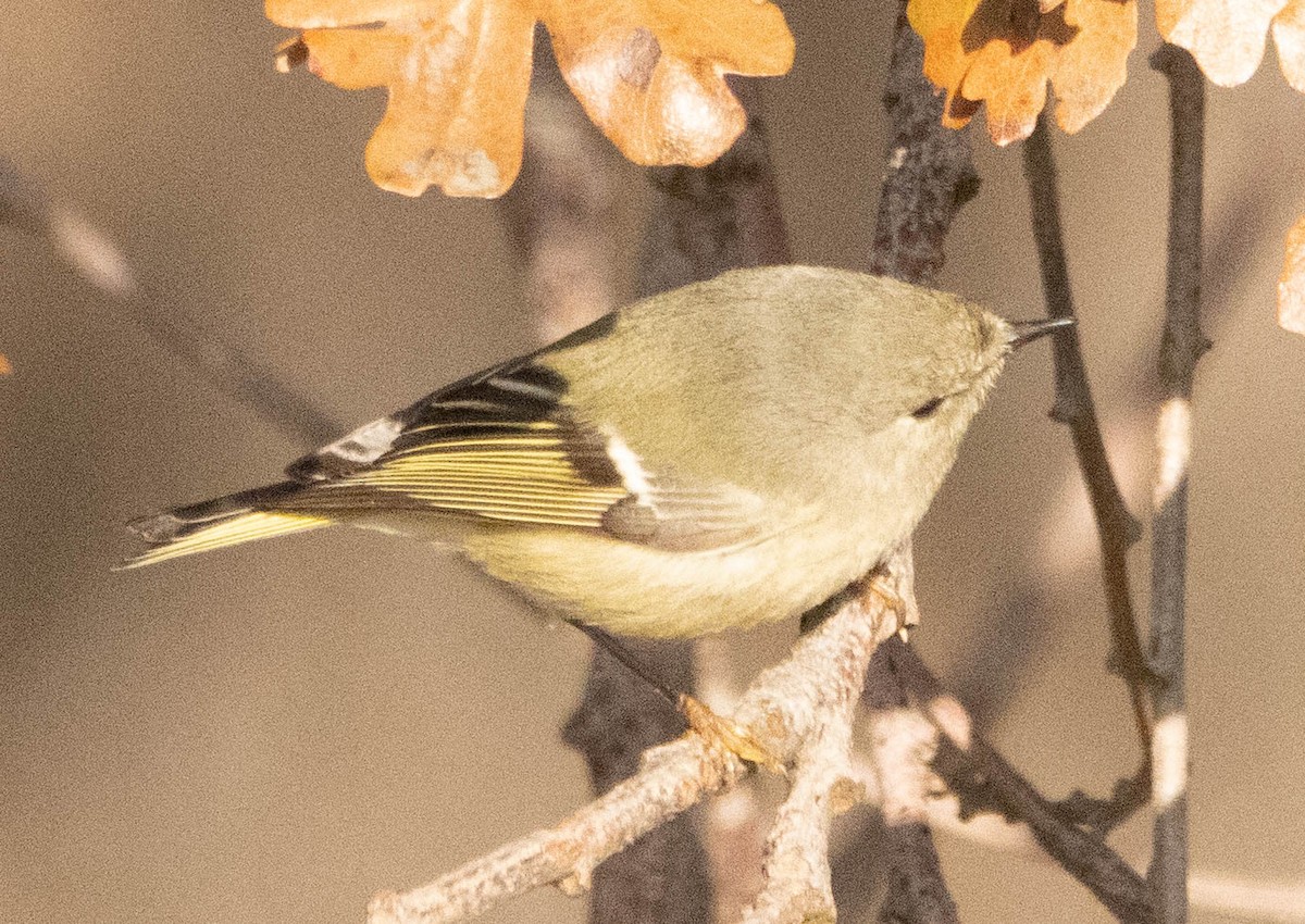 Ruby-crowned Kinglet - ML613963780