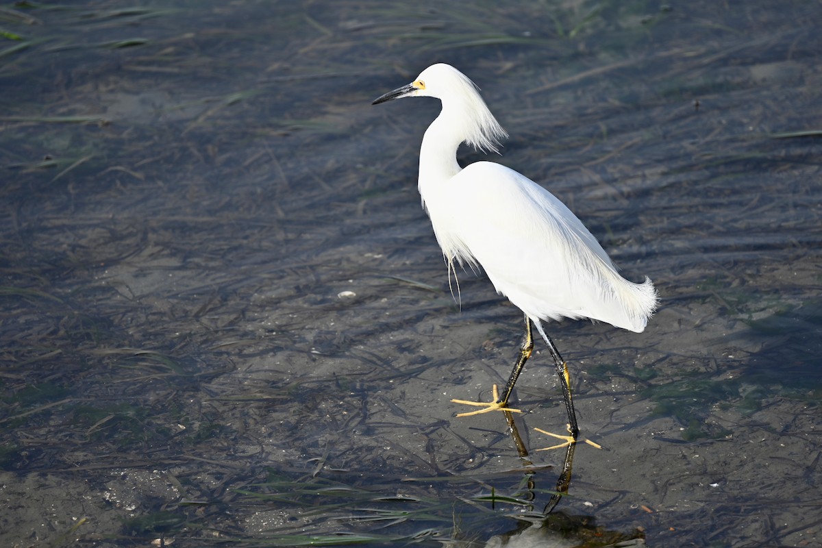 Snowy Egret - Kaia Colestock
