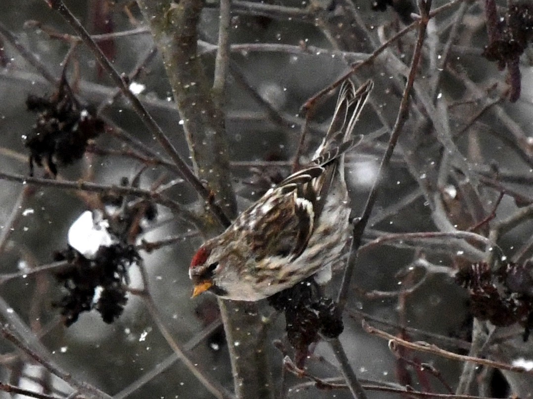 Common Redpoll - ML613963790