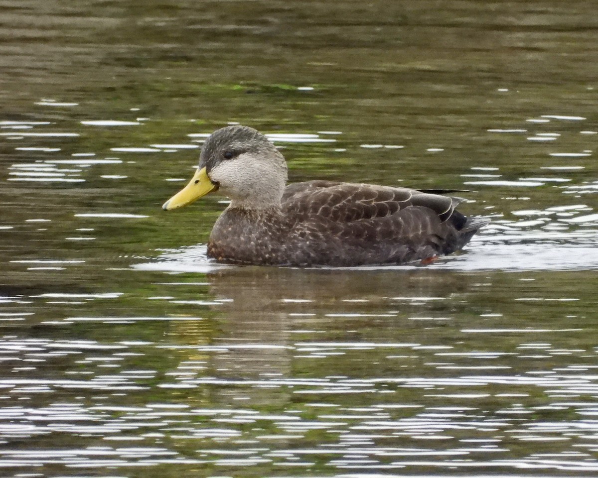 American Black Duck - ML613963846