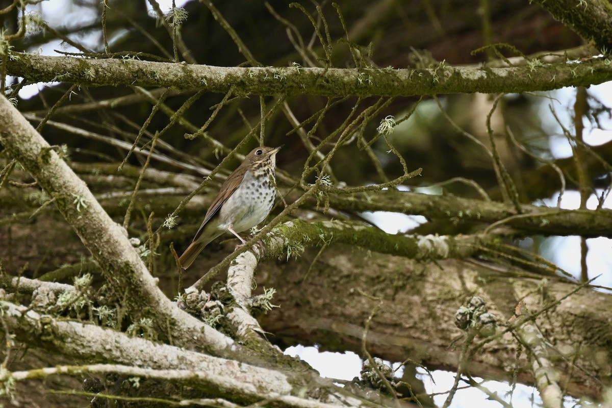 Hermit Thrush - ML613963904