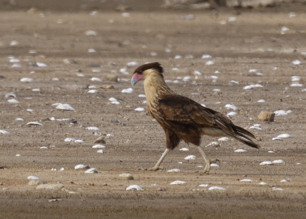 Crested Caracara (Northern) - Darlene J McNeil