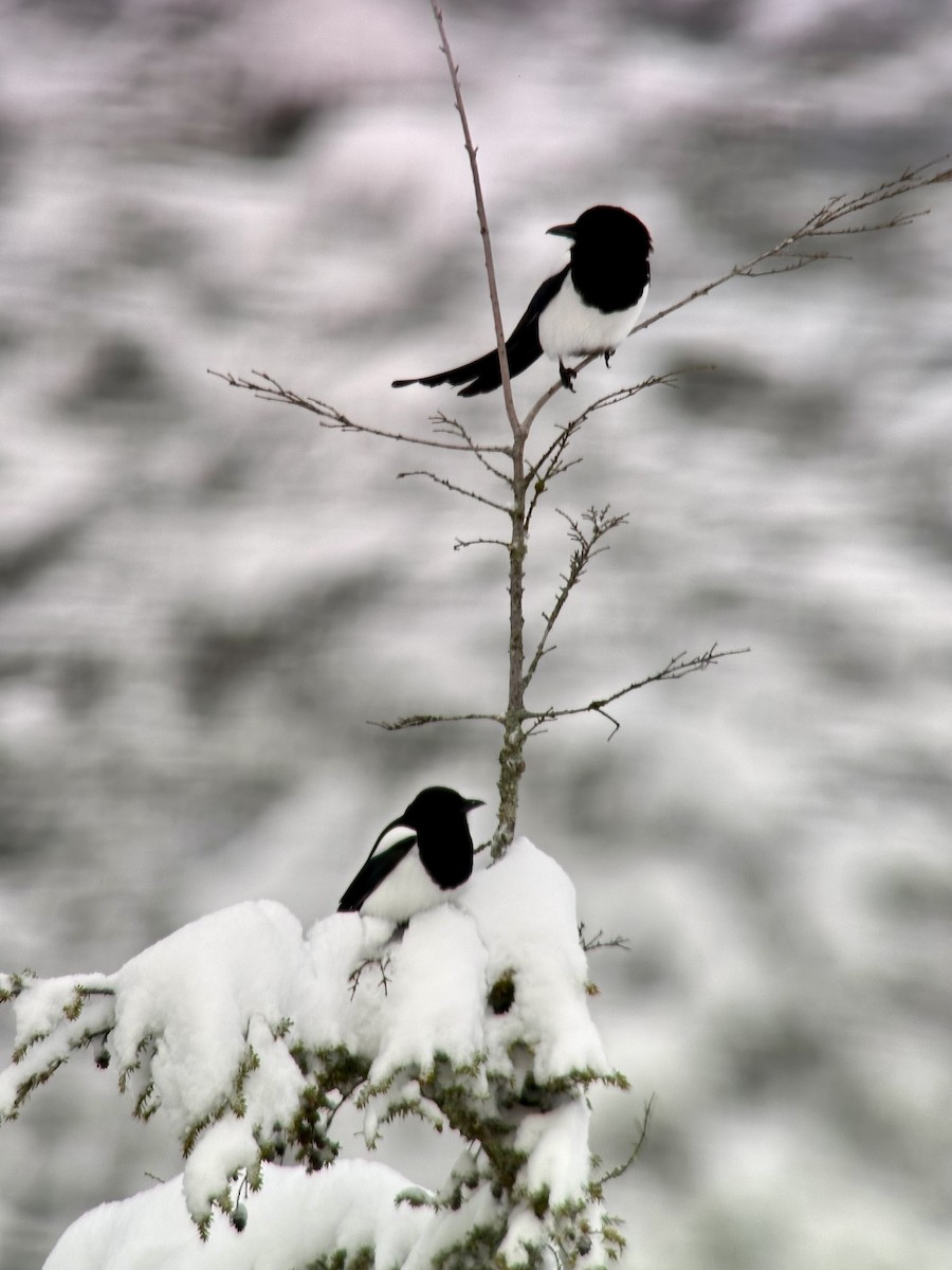 Black-billed Magpie - Detlef Buettner