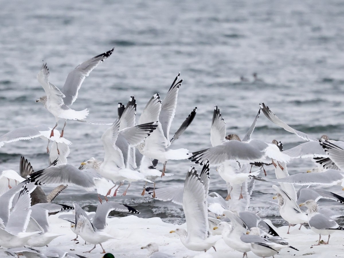 American Herring Gull - ML613964044