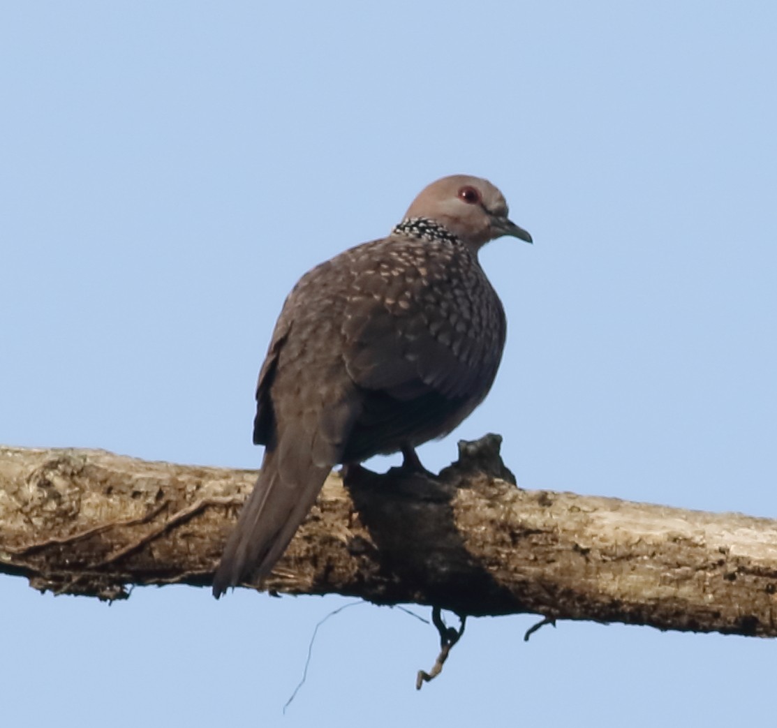 Spotted Dove - ML613964067