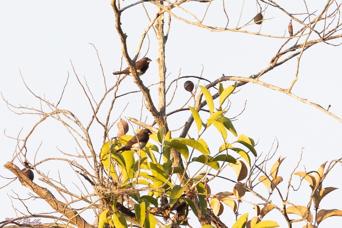 White-bellied Munia - Harald Dahlby